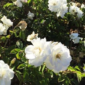 Meet your Posher, Carisma